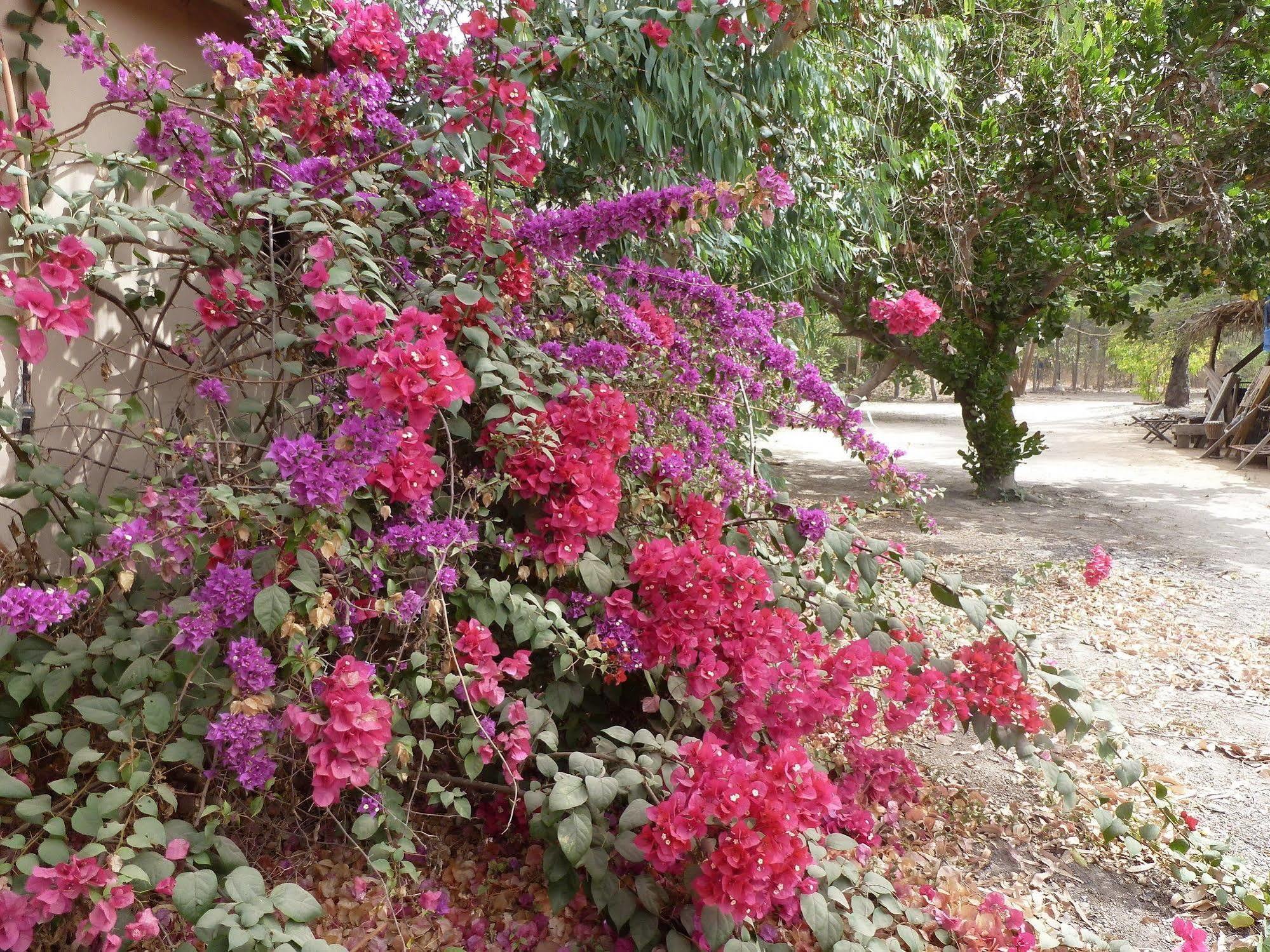 Footsteps Eco-Lodge Gunjur المظهر الخارجي الصورة